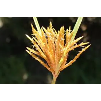 Yellow Cyperus Rotundus 